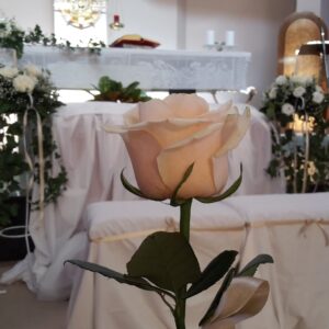 Collezione Foglie e Fiori